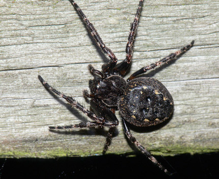 Walnut Orb-weaver - Spider species | OBOBAS JISHEBI | ობობას ჯიშები